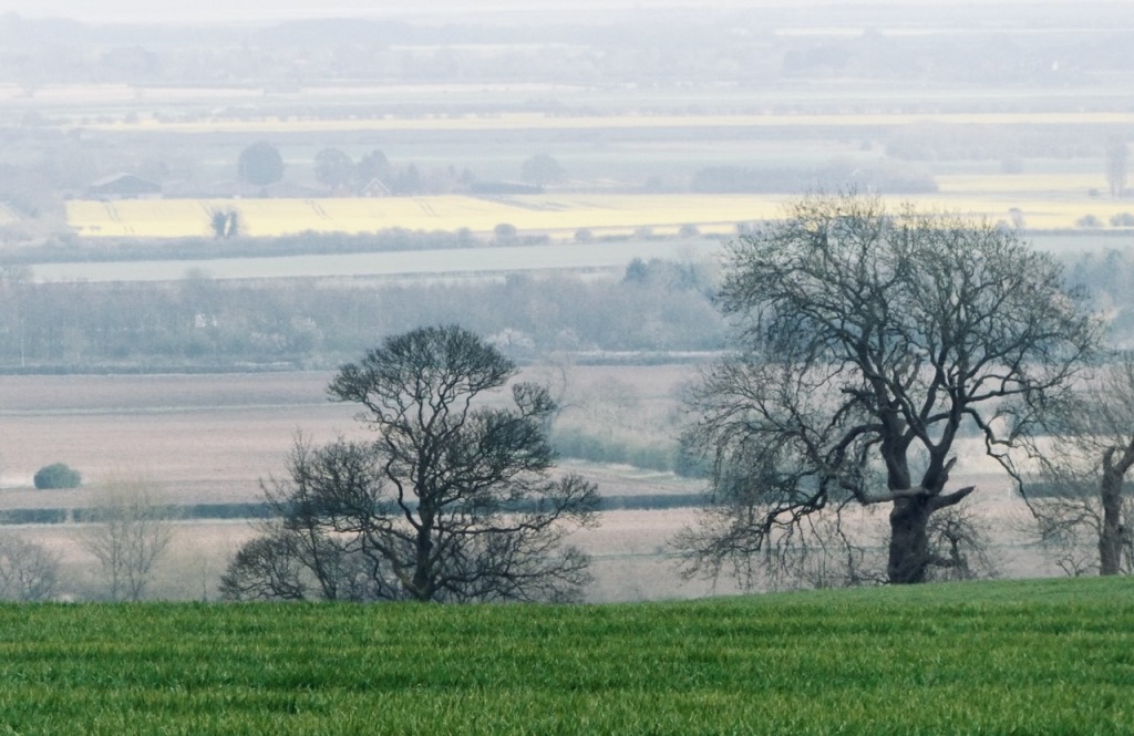Trees and fields